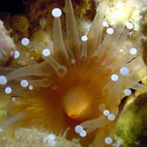 Anemone  by Martin Dalsaso 
